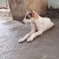 واگذاری توله ۴'۵ماهه پرصدا