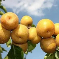 خدمات باغ و باغبانی و باغچه|خدمات باغبانی و درختکاری|تهران, شادمان|دیوار