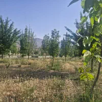فروش باغ ۶۰۰ متری در فولادمحله بعد شهمیرزاد سمنان|فروش زمین و ملک کلنگی|سمنان, |دیوار