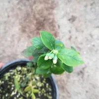 بستر جای گزینه کوکوپیت گلخانه گلهای آپارتمانی|خدمات باغبانی و درختکاری|تهران, تهرانسر شرقی|دیوار