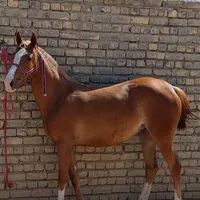 اسب کرد|اسب و تجهیزات اسب‌سواری|اصفهان, راران|دیوار
