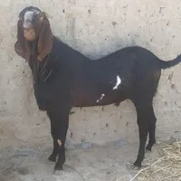 نربزپنجاپ‌جوان‌‌هیکل‌درشت‌برای‌مالداری‌بسیارعالی|حیوانات مزرعه|سراوان, |دیوار