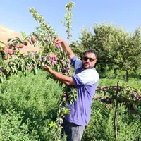 نهال های آلو شابلون اختری قطره طلا سیاه گلدانی|خدمات باغبانی و درختکاری|زنجان, |دیوار