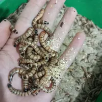 میلورم. سوپر ورم . زنده. و خشک