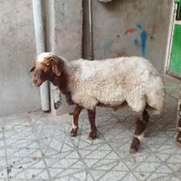 میش و شیشک چاق چاقبرایمصرفخانه|حیوانات مزرعه|بروجرد, |دیوار