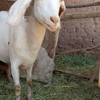 بز جوان|حیوانات مزرعه|رفسنجان, |دیوار