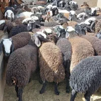گوسفند زنده دارای گوشواره بهداشتی 100٪سالم باقصاب|حیوانات مزرعه|تهران, جی|دیوار