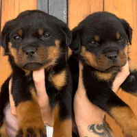 پرورش ژرمن- رتوایلر -دوبرمن و کنکورسو ۶۰ روزه|سگ|اهواز, کیانپارس |دیوار