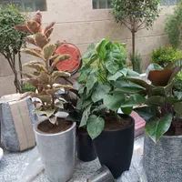باغبانی سمپاشی گل کاری هرس تعویض گلدان با ضمانت|خدمات باغبانی و درختکاری|تهران, تجریش|دیوار