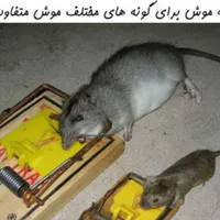 سمپاشی(کل اهواز)سم پاشی/ساس موش سوسک سمپاش/موریانه|خدمات نظافت|اهواز, گلستان|دیوار