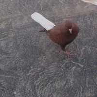 کبوتر در پرنده