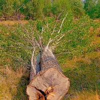 خرید انواع درخت و چوب