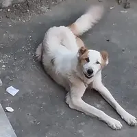 سگ سنگسری دزدیده شده