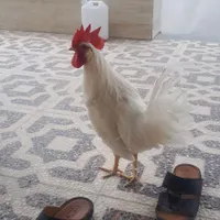 خروس