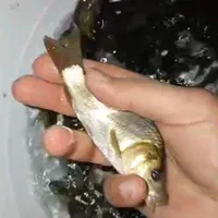 بچه ماهی کپورواموروفیتوفاک و فیتوفاک