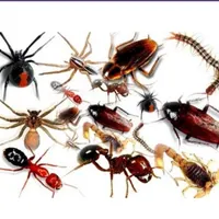 خدمات سمپاشی سوسک ، ساس و...