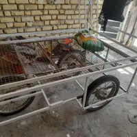 گاری سه چرخ گیلانغرب|فروشگاه و مغازه|کرمانشاه, |دیوار