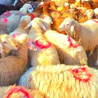 نرینه قلم آبی بشرط نصفه گوشت درجه تخفیف ۵٪|حیوانات مزرعه|مشهد, توس (بلوار توس)|دیوار