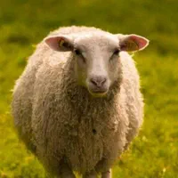 گوسفند نر زنده وسلامت با بازدهی بالا