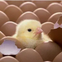 قابلیت ارسال انواع جوجه گوشتی وغیره