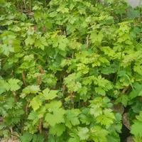 نهال اصلاح شده انگور (گلدانی)|خدمات باغبانی و درختکاری|بهار, |دیوار