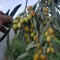 نهال های سنجد حاج حسینی خوشه ای گلدانی|خدمات باغبانی و درختکاری|شیراز, درکی|دیوار