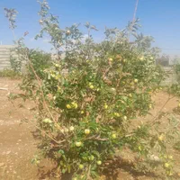 فروش باغ۱۰۰۰متری سیاخ دارنگون وباغ ۱۵۰۰متری|فروش زمین و ملک کلنگی|شیراز, میانرود|دیوار