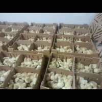 پخش جوجه بوقلمون گوشتی بیوتی۶سنگین وزن تولید گیلان|حیوانات مزرعه|رشت, انصاری|دیوار