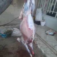 قصاب سیار گاو گوسفند