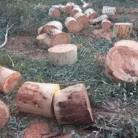 برشکاری وخریدن چوب|خدمات باغبانی و درختکاری|اهواز, پردیس|دیوار