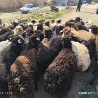 دام سرای فروش زنده دام کلیه مناطق تهران-|حیوانات مزرعه|تهران, سهروردی|دیوار