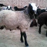 (سلاخ قصاب سیار )گوساله و گوسفند درکل تهران|خدمات پیشه و مهارت|تهران, خانیآباد|دیوار