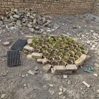 پرورش سبزیجات خوردنی درخانه نشاءازما پرورش از شما