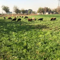 ده هزار زمین بر اتوبان اصلی|فروش دفتر صنعتی، کشاورزی، تجاری|باقرشهر, |دیوار