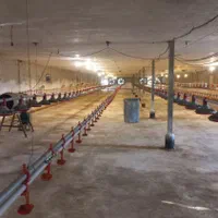 فروش مرغداری ۲۰ هزاری آماده به کار نزدیک رشت|فروش دفتر صنعتی، کشاورزی، تجاری|رشت, لاکان|دیوار