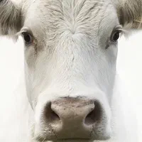 بره گوسفند زنده افشار اردبیل سنگسر|حیوانات مزرعه|تهران, کن|دیوار