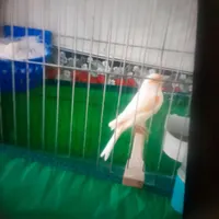 قناری گمشده