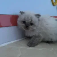 بچه گربه