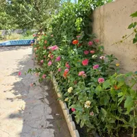 اجاره روزانه/هفتگی/ماهانه ویلا ۶۰۰ متری