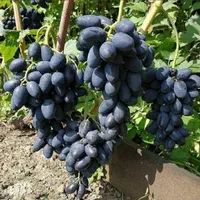 سیاه شانی ترکمن ۴ پسته .نهال