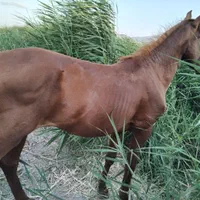 کره ۲ساله کرد اصیل