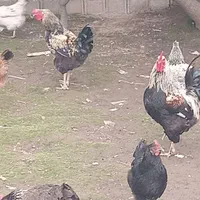 خروس