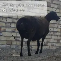 میش چینی دست چپ شکسته.کج جوشیده|حیوانات|تربت جام, اسماعیل آباد|دیوار