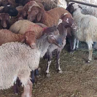 گوسفند زنده تحت نظارت شهرداری،کشتارگاه|حیوانات مزرعه|کرج, شهرک بنفشه|دیوار