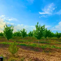 باغ سند آب برق گاز درخت میوه شاهنامه گوارشک دیاکو