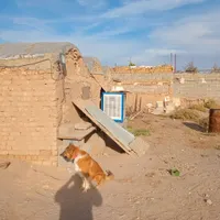 فروش دامداری۱۱۰۰ متری|فروش دفتر صنعتی، کشاورزی، تجاری|ساوه, |دیوار