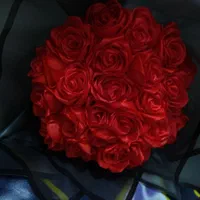 گل رز روبانی