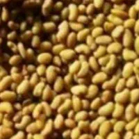 تخم علف اصیل بم باردهی تابستان زمستان|خدمات باغبانی و درختکاری|بم, |دیوار