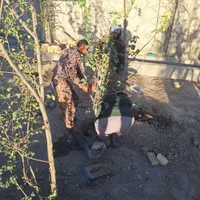 درخت و نهال تنه دار قوی نما دار|خدمات باغبانی و درختکاری|فلاورجان, |دیوار