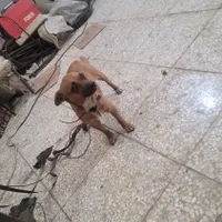 پاکوتاه